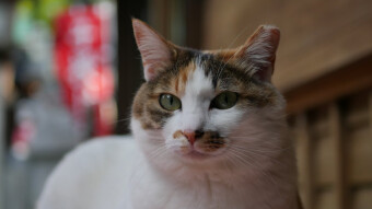 Cats from Fushimi Inari