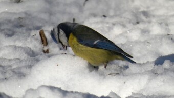 A brave, feisty little blue tit and a winter fight for food
