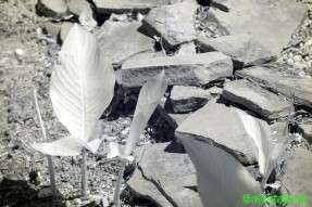 Ultraviolet and Infrared Photography - Canna's emerging from the ground