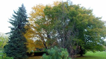 Checkered day, but it can be for a walk - My Actifit Report Card: October 15 2024