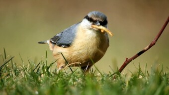 Nuthatch - A bird that walks with its head down but backwards