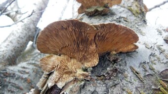Annual arboreal mushrooms - birch mazegill (Trametes betulina)