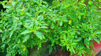 Photography of rooftop garden.