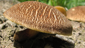 Mushrooms occurring in Europe - Boletus chrysenteron