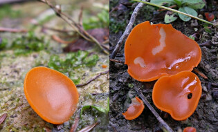 Mushrooms occurring in Europe - Aleuria aurantia