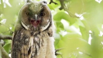 Long-eared owl with a face almost like a human