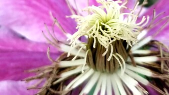 Why we need to be more like plants: My lessons from Mother Ayahuasca.