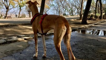 First Symbiotic run with Enzo