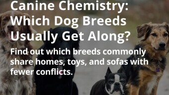 Canine Chemistry: Which Dog Breeds Usually Get Along?