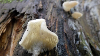 It looks exactly as it is called - edible arboreal mushrooms - Jelly tooth
