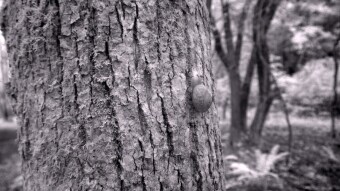 Snail on a tree trunk - Infrared Photography