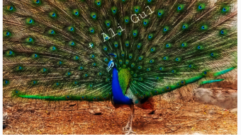 Beautiful bird | Peacock