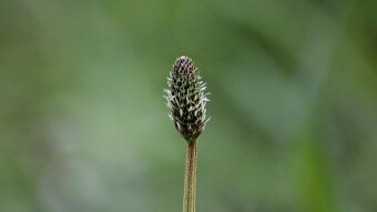Trip #1 Through Macro World in Santa Justa Sierra | Portugal