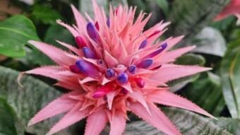 Bromeliad flower photography