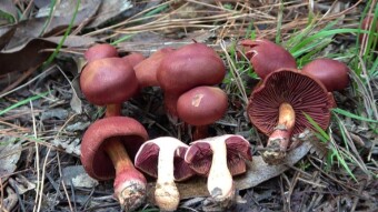 Cortinarius purpureus (Zasłonak rdzawobrązowy) - Mortal Deathly mushroom