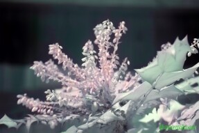 Full Spectrum Style Transfer Art - Mahonia flowers