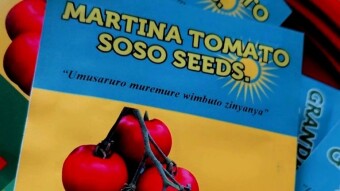 A Martina tomato: what is it?