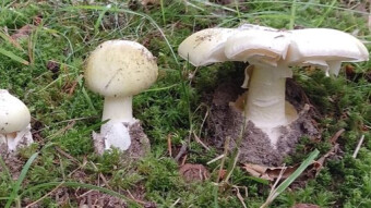 Greenish fly agaric death after 20 grams of the fungus