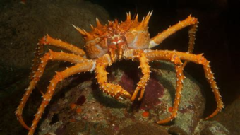 King Crab Markets