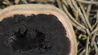 Mushrooms occurring in Europe - Elaphomyces asperulus