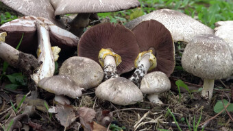 Inky mushroom or dark scaled mushroom - a trap for Champignon from the field