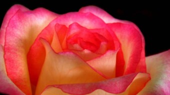 Filipino Rose