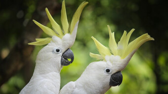 Guacamaya