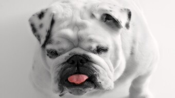 Google's YouTube to Monetize With Doge Coin?  Amazon, WTF?