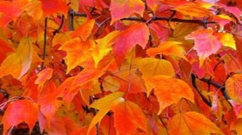 Maple Tree-Lore