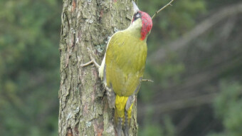 Green woodpecker - Picus viridis, today's walk in the park