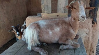 Goats as pets
