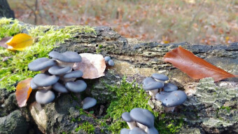 Does oyster mushroom have healing properties? - Edible winter mushrooms - Pleurotus ostreatus