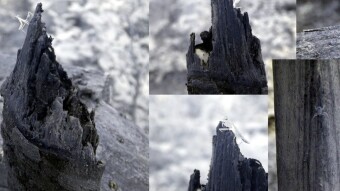 Critters on the bridge - Infrared Photography