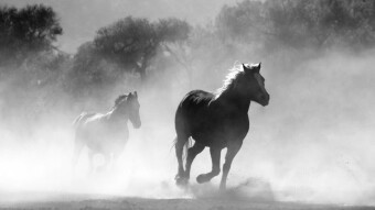 Body of a horse