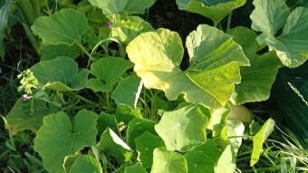Our Vegetable Plots #24