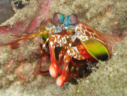 Andamans Odontodactylus scyllarus Rawka Błazen (Rawka Clown)