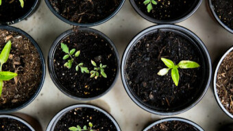 The Best Plants to Grow for Your Gardening Zone