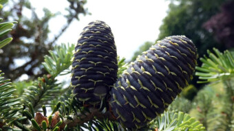 Korean fir in early spring and summer