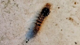 Caterpillar macro videography.