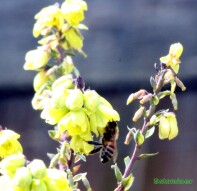 Honey Bees getting nectar and pollen from Leatherleaf Mahonia flowers Part 2