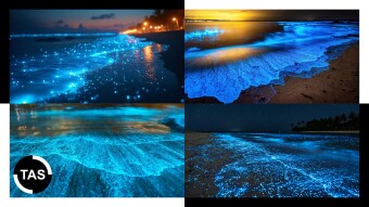 🌌 Vaadhoo Island Beach: Maldives’ Sea of Stars