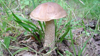 Mushrooms occurring in Europe - Leccinum scabrum