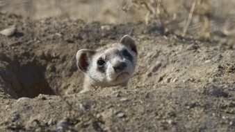 Endangered animals: Black-Footed Ferret