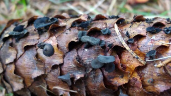 When spring comes, he heralds it - Rutstroemia bulgarioides