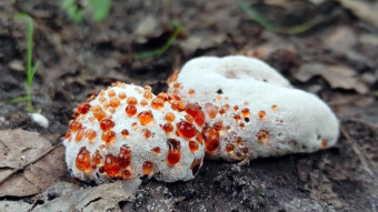 Abortiporus biennis - mushrooms that cry with leeks
