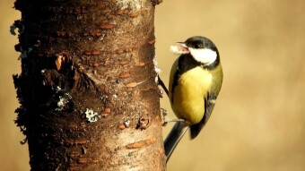 Great Tit, a nice bird that can eat a peanut, but not despise carrion