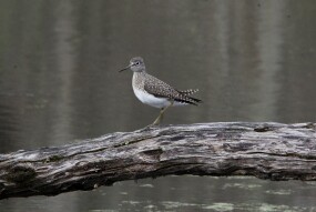 Solitary Sandpiper (Tringa solitaria)
