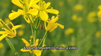Mustard flower videography.