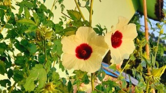 Beautiful flower photography