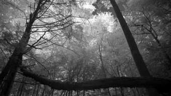 Vines ascending into the tree tops - Infrared Photography